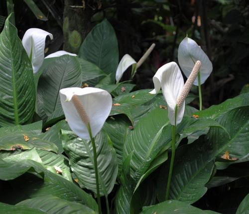 吊蘭風水植物示意1