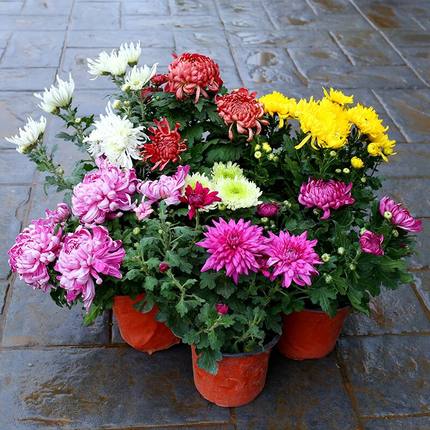 吊蘭風水植物示意2