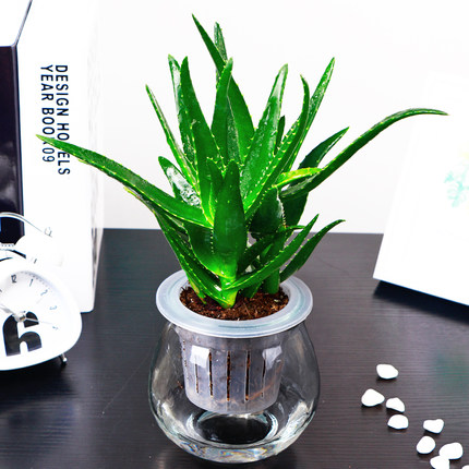 虎尾蘭風水植物示意1