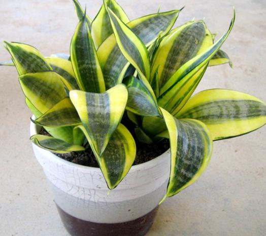 虎尾蘭風水植物示意2