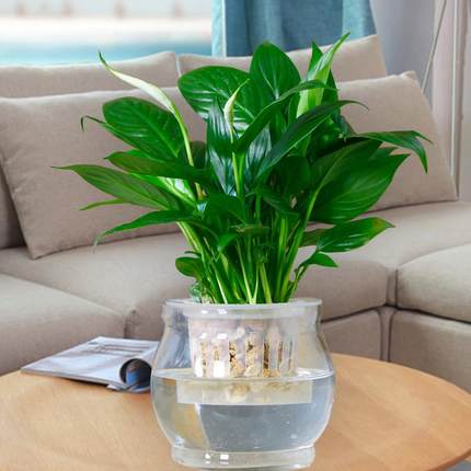 白掌風水植物示意1