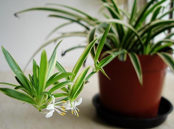 白掌風水植物示意2