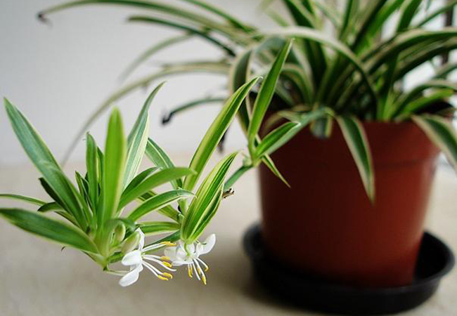 Five major plants for air purification